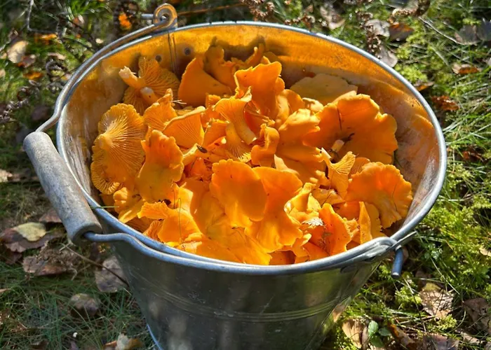 Energy Place In The Woods 30 Min From Oslo *