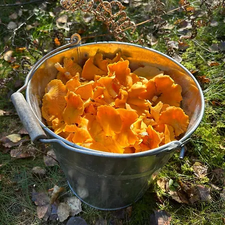 Energy Place In The Woods 30 Min From Oslo *