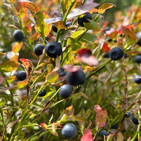 Energy Place In The Woods 30 Min From Oslo